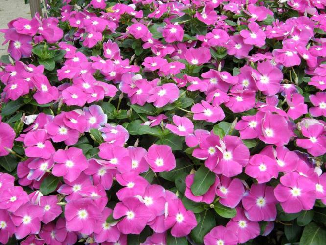 Heatloving vinca fall prey to fungus in the soil Home Garden