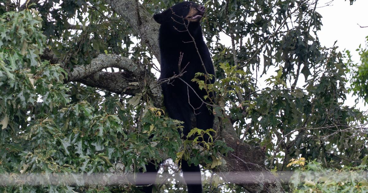 A black bear lounged in a tree near a church in Baton Rouge: 'He’s just ...