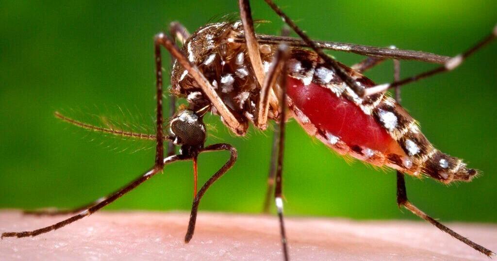 Plants alone can't repel mosquitoes, but using them can help | Entertainment/Life - Vimarsana News