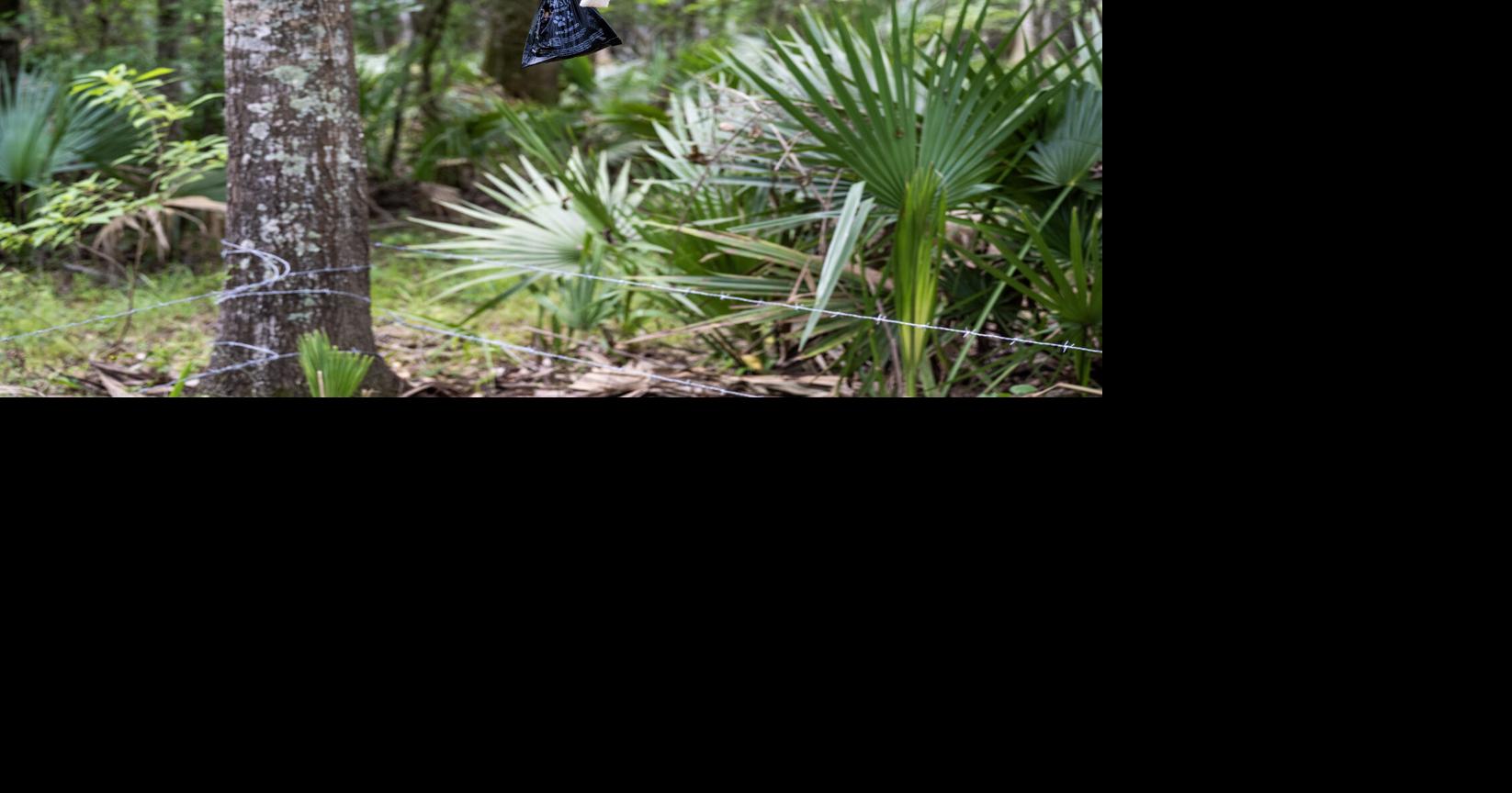 Letters: The bait-and-swiich on Louisiana's black bears | Opinion ...