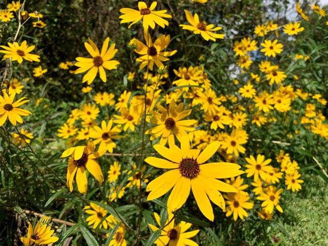 garden06c