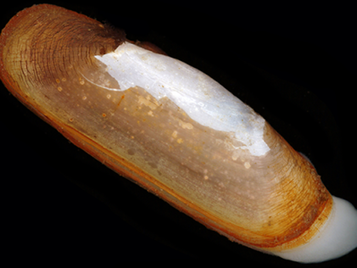 Razor Clams Don T Mess Around After Oil Spills Ul Lafayette Researchers Find Business Theadvocate Com