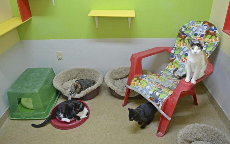 Cat rescue groups merge News