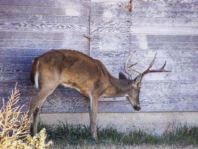 Deer infected with CWD