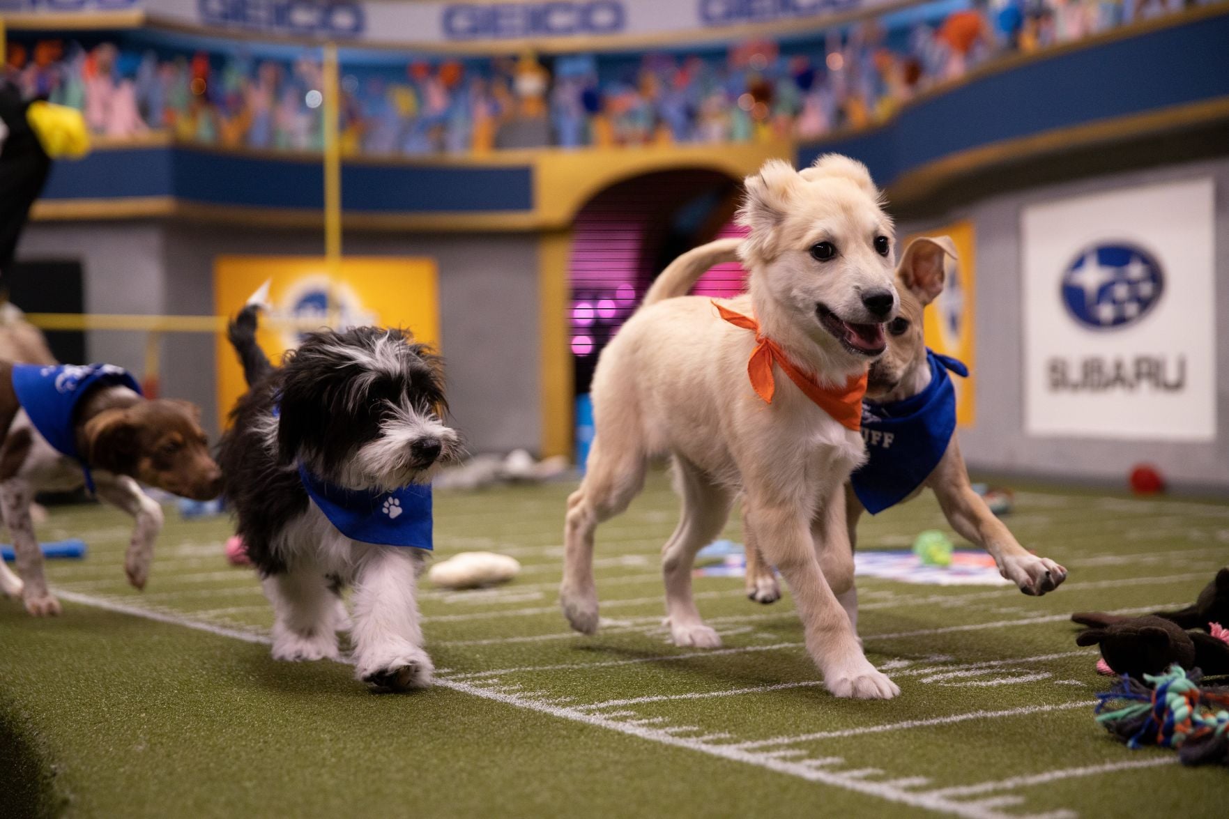 super bowl puppy bowl