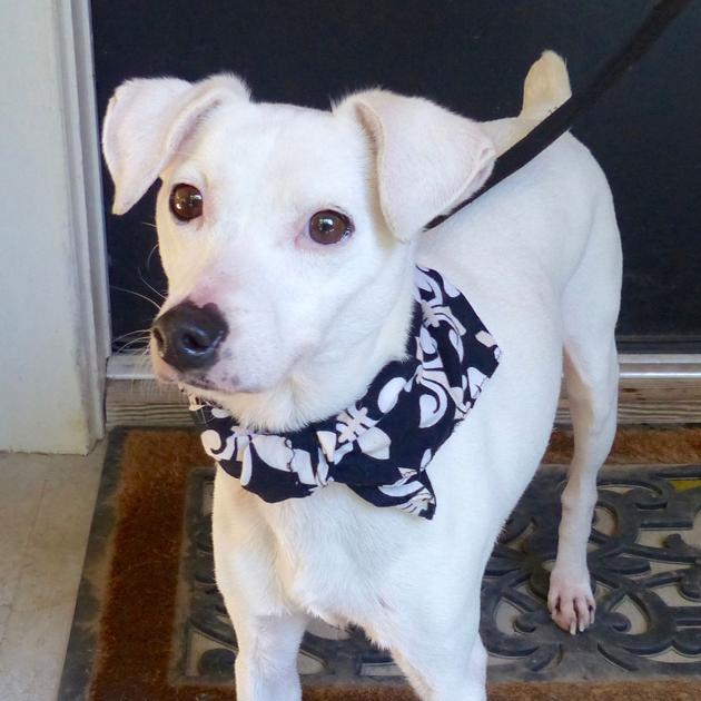 Baton Rouge dogs available for adoption on Dec. 8, 2016 Mid City