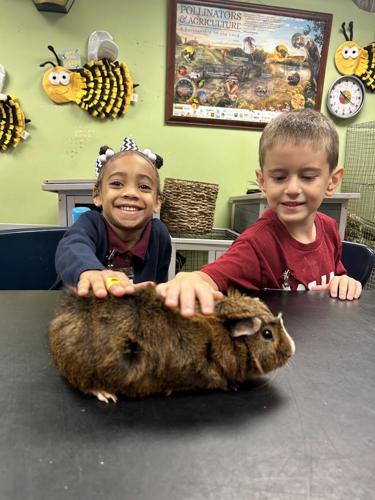 WHAM GUINEA PIG.JPG
