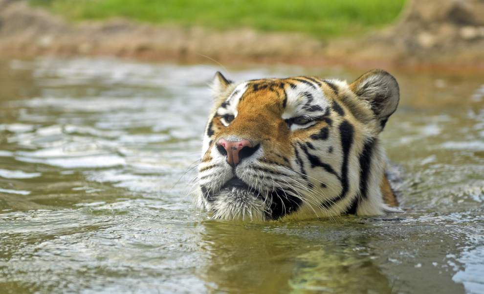 Former LSU player Marcus Spears and Kaylee Hartung of the SEC Network hang out with Mike The Tiger _lowres