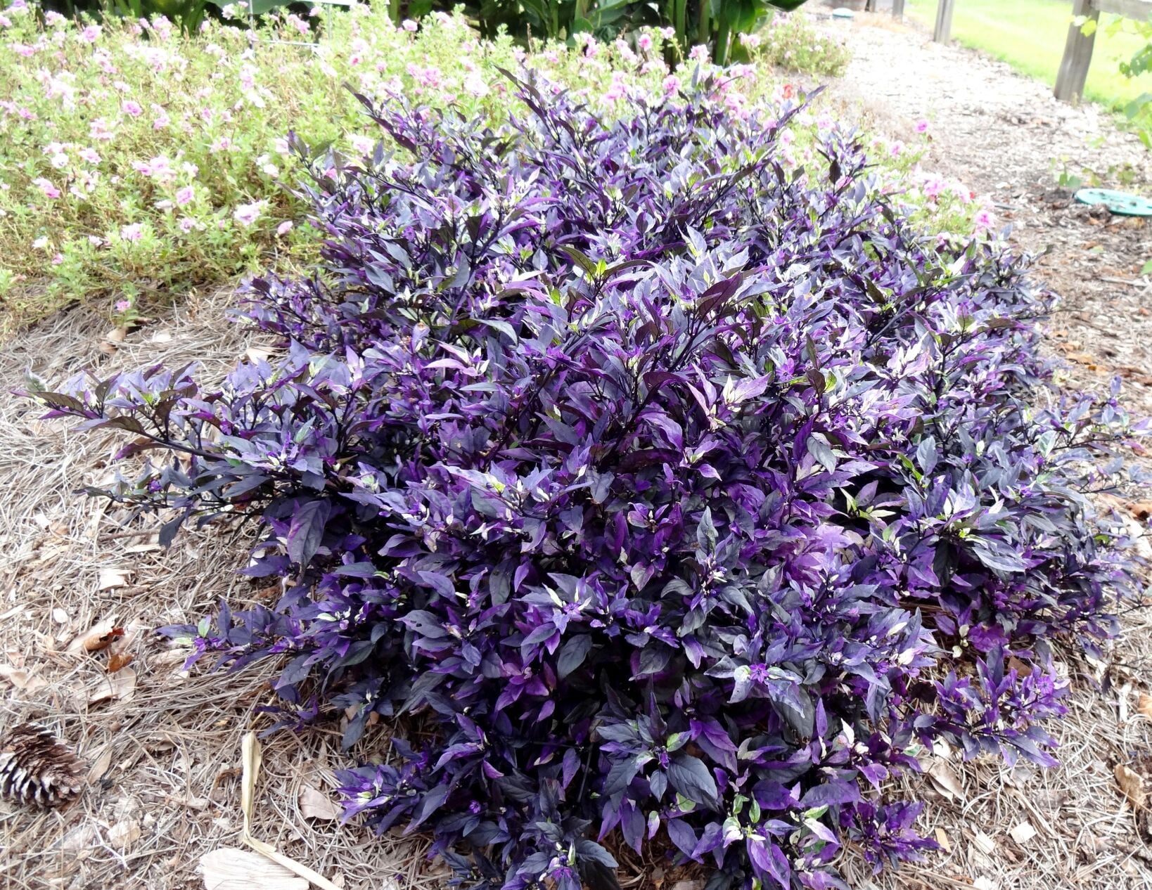 Spice things up this fall with ornamental peppers: LSU Garden News |  Entertainment/Life | theadvocate.com