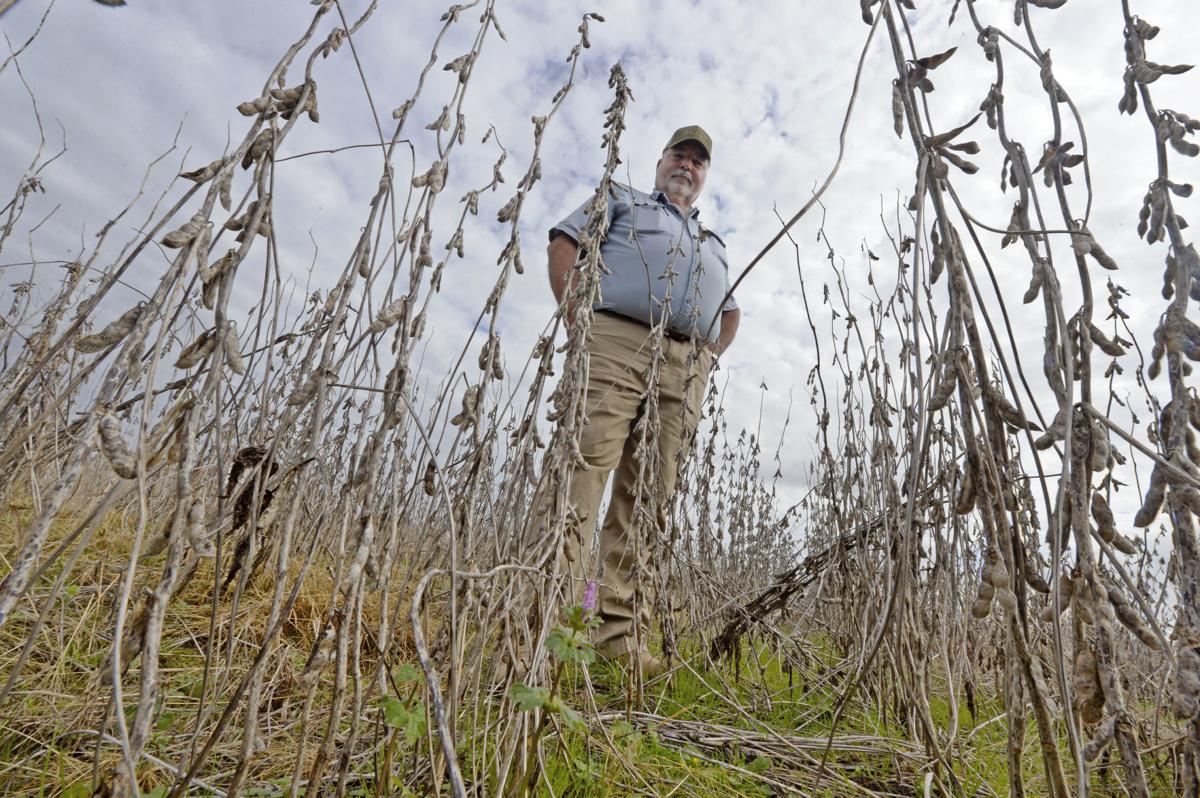 soybeanbiz0010.adv bf