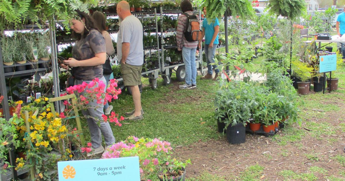 Arts in Bloom provided colorful show featuring floral arrangements, art | Livingston/Tangipahoa