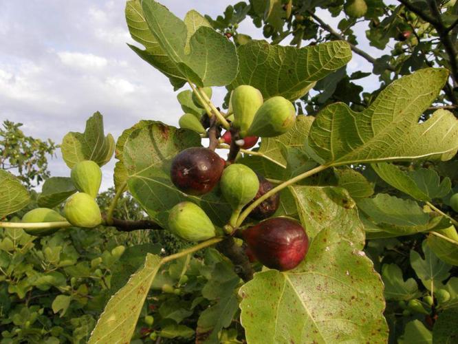 Side Dish Fig gelato a great treat for summer Entertainment/Life