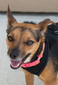 Dogs Available Through Yelp Baton Rouge On Oct 19 2017 Mid City Theadvocate Com