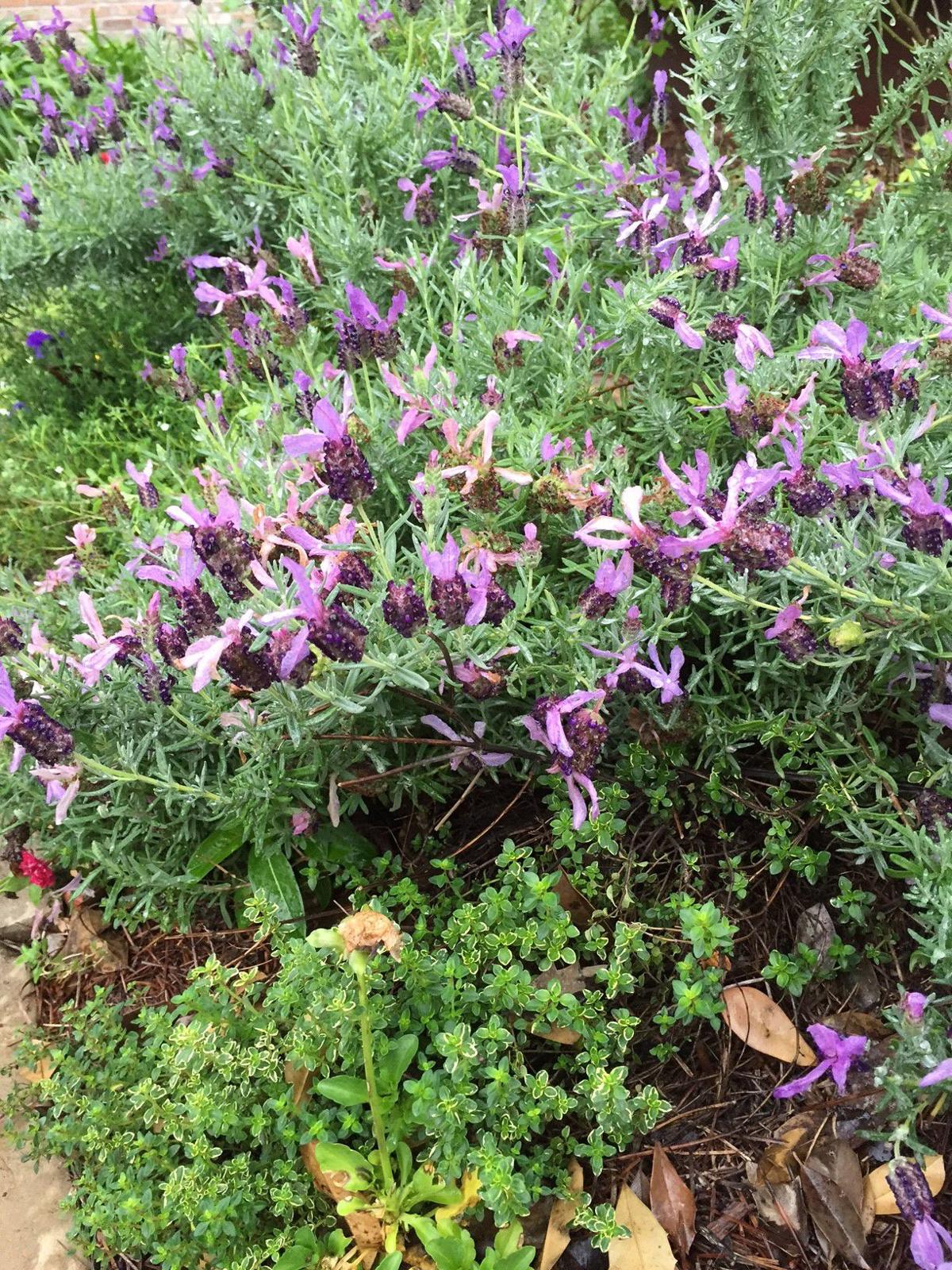 Herb Day Buy some herbs; help build a herb garden Home/Garden