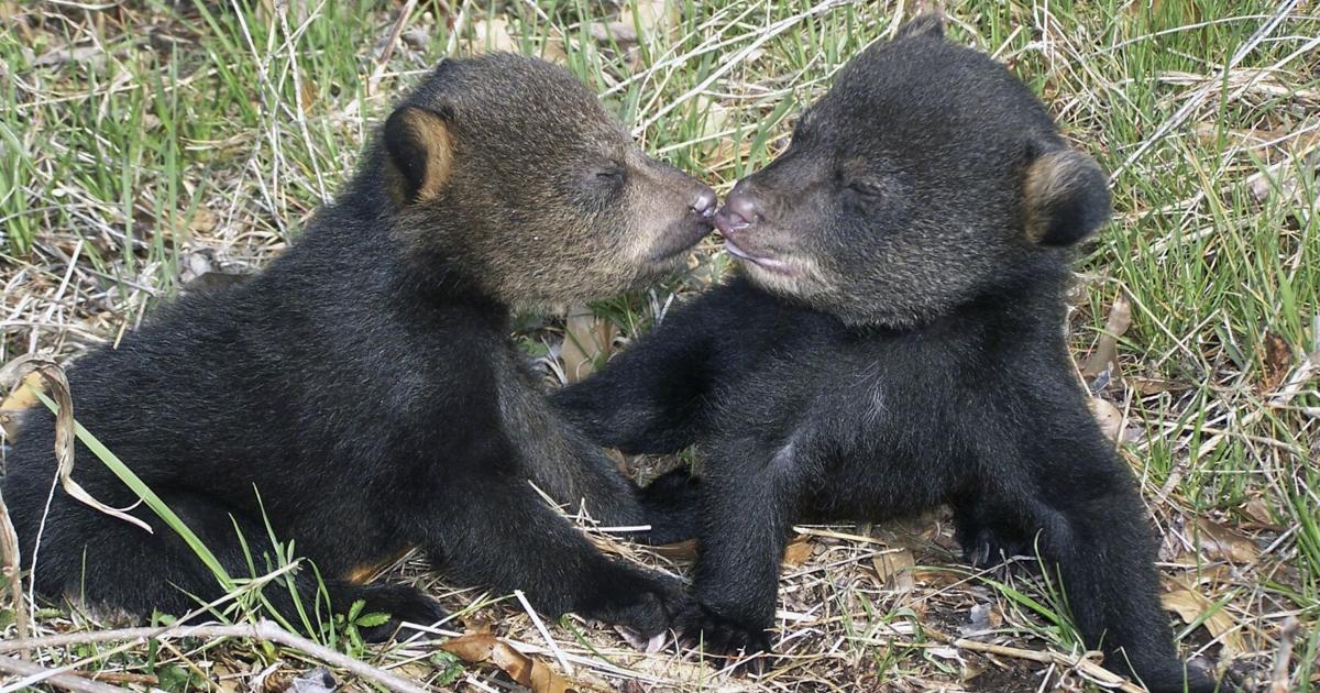 Black bear hunting could make a comeback in Louisiana under this bill. See the details.