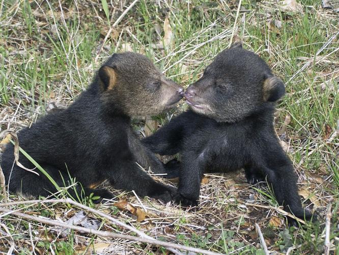 Black bear hunting bill under review in Louisiana Environment