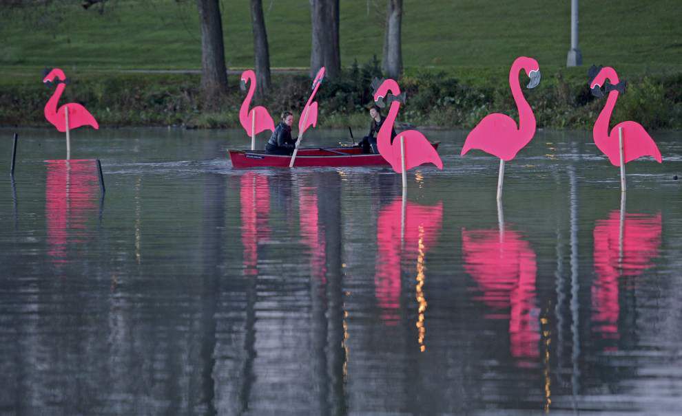 Photos: Pink flamingos make annual migration to Baton Rouge -- heralding upcoming Spanish Town Parade _lowres