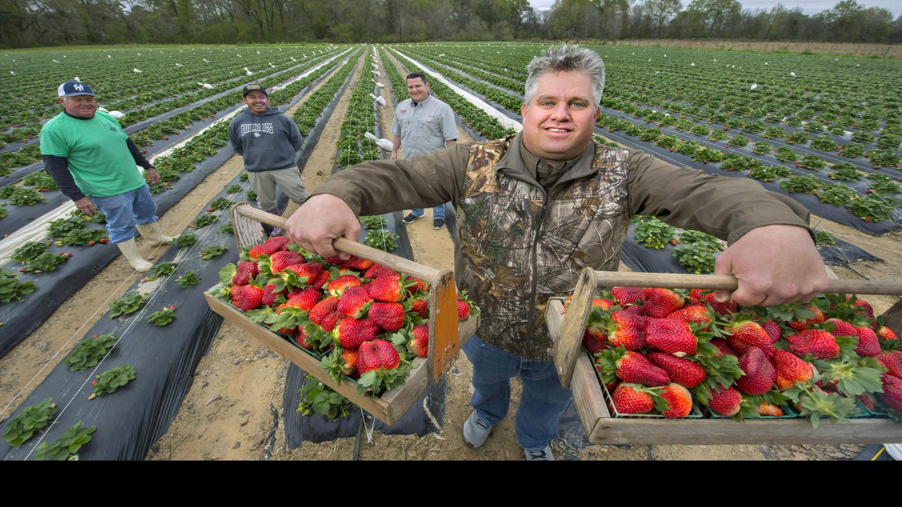 Louisiana S Berry Belt Shrinking As Aging Strawberry Farmers