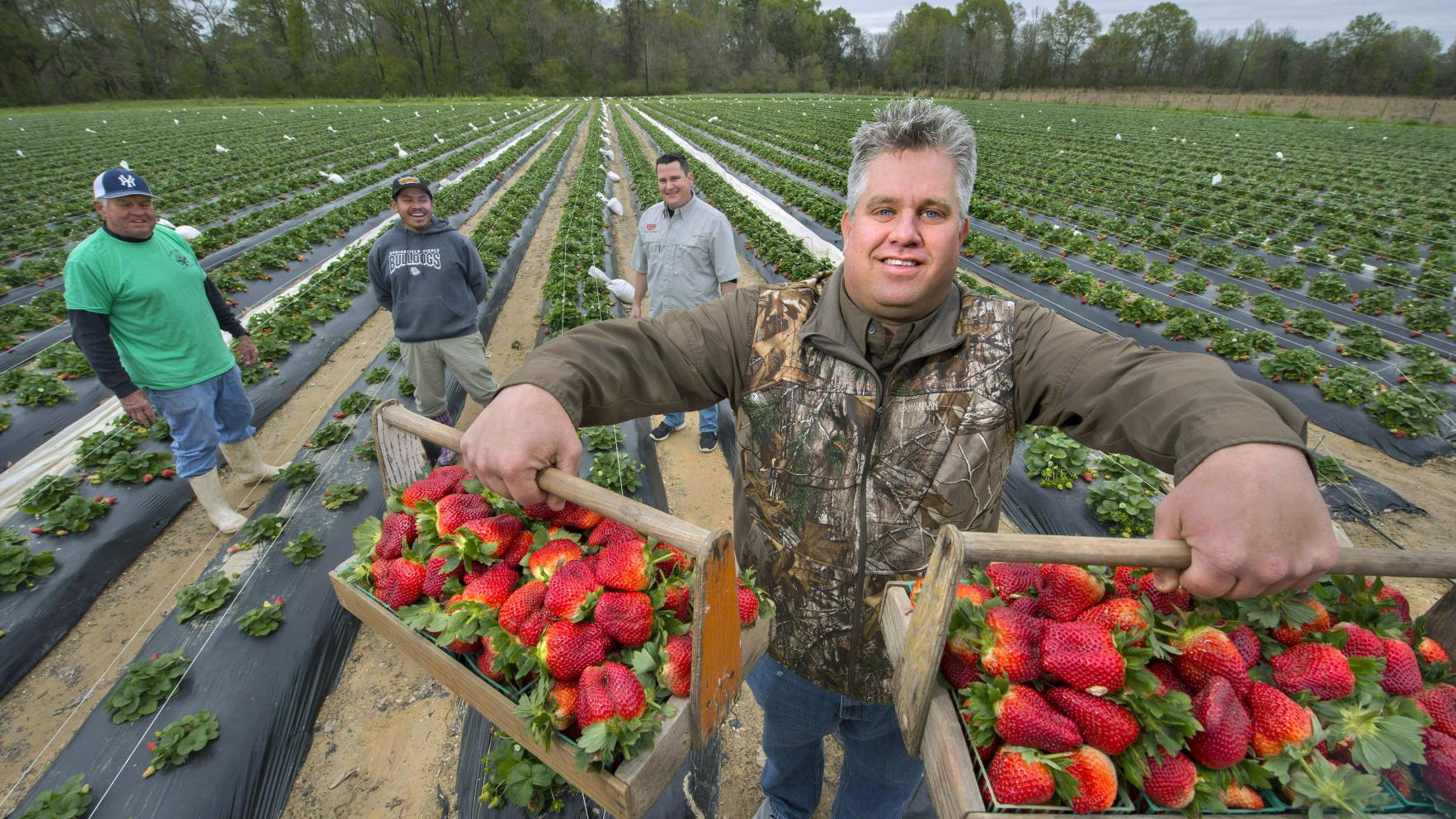 Louisiana S Berry Belt Shrinking As Aging Strawberry Farmers