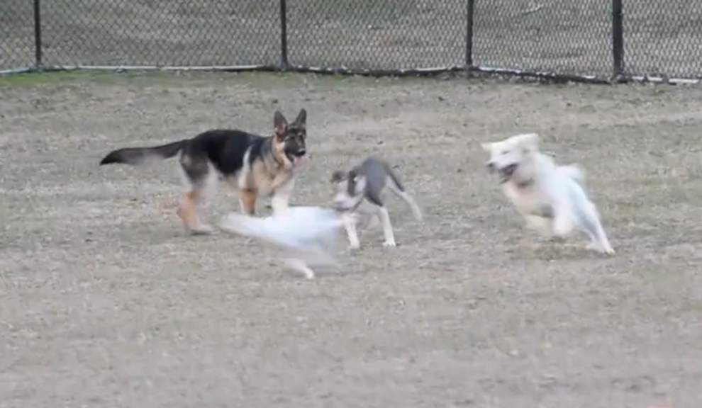 Video: Dog Park fun _lowres