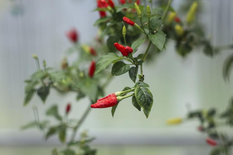 NO.tabasco.adv.012.JPG