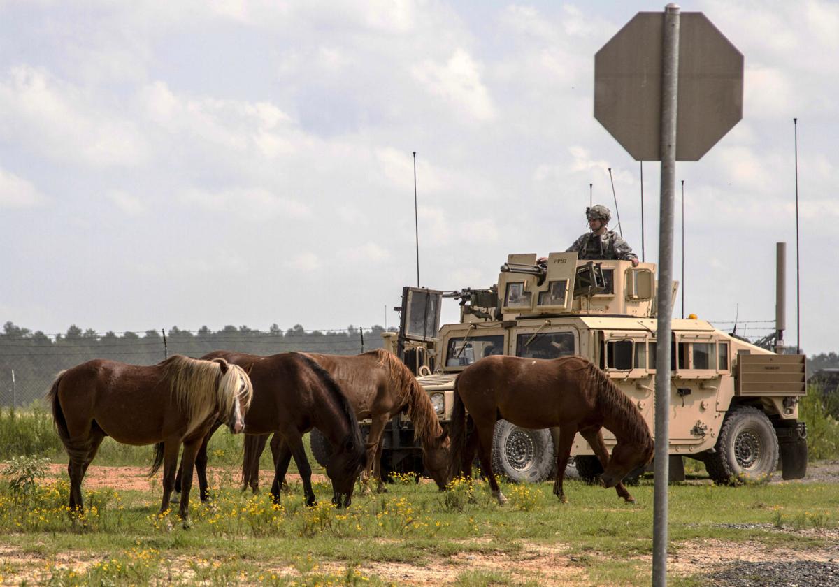 Animal group: Fort Polk base escalates disputed wild horse roundups in