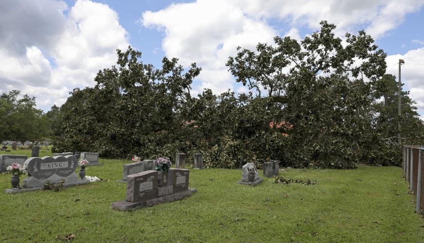 BR.sthelenaida.090121 03 mw.JPG