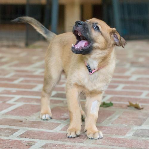 FOTA Baton Rouge dogs available for adoption on June 20 Mid City