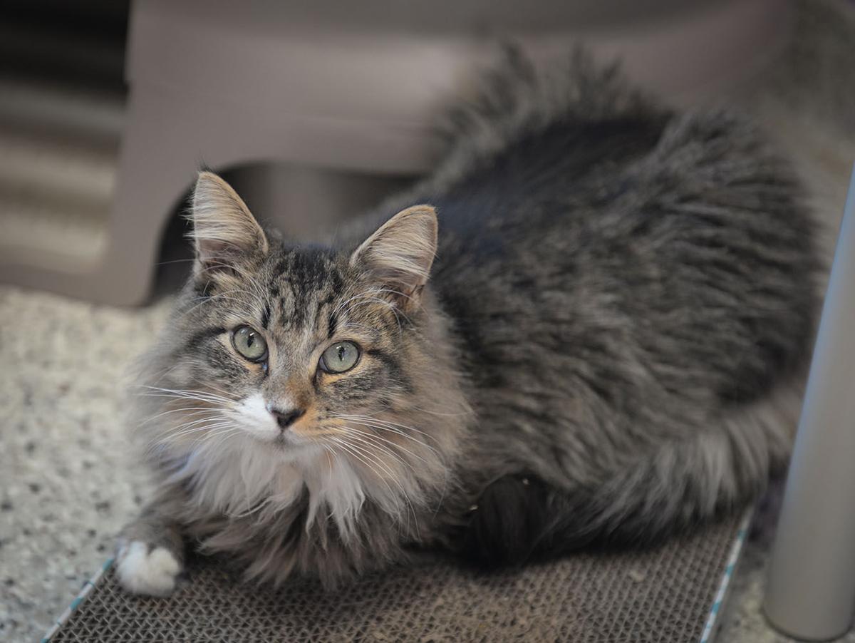 Cats Available Through Cat Haven Of Greater Baton Rouge On April