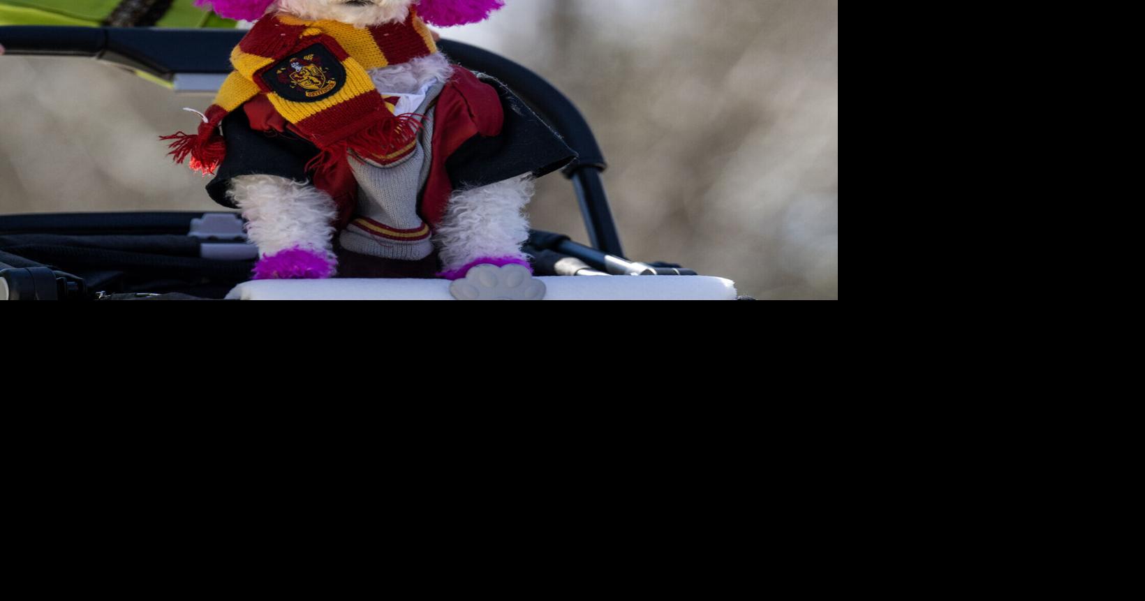 Photos: Four Legged Fun as Pawty Gras fills the streets of downtown Baton Rouge