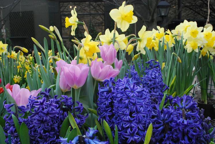 Time to plant your bulbs for spring color | Entertainment/Life ...