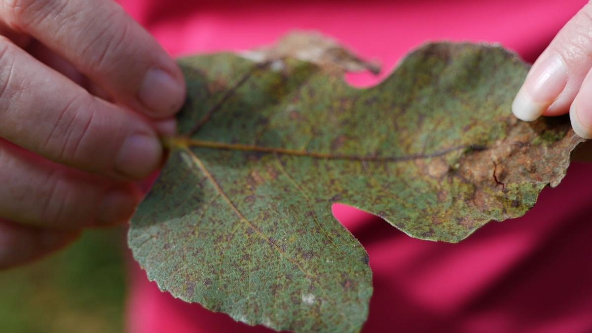LSU Garden News Why won’t my figs ripen? Home/Garden