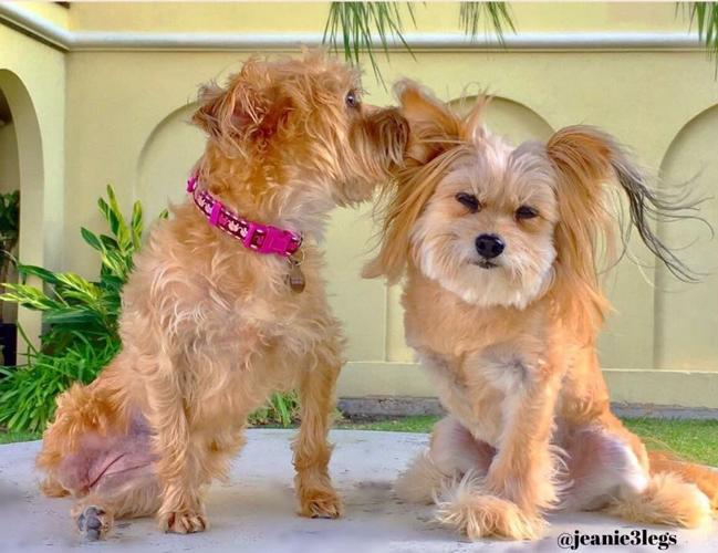 'Tripods' Author takes a stand for threelegged dogs Entertainment