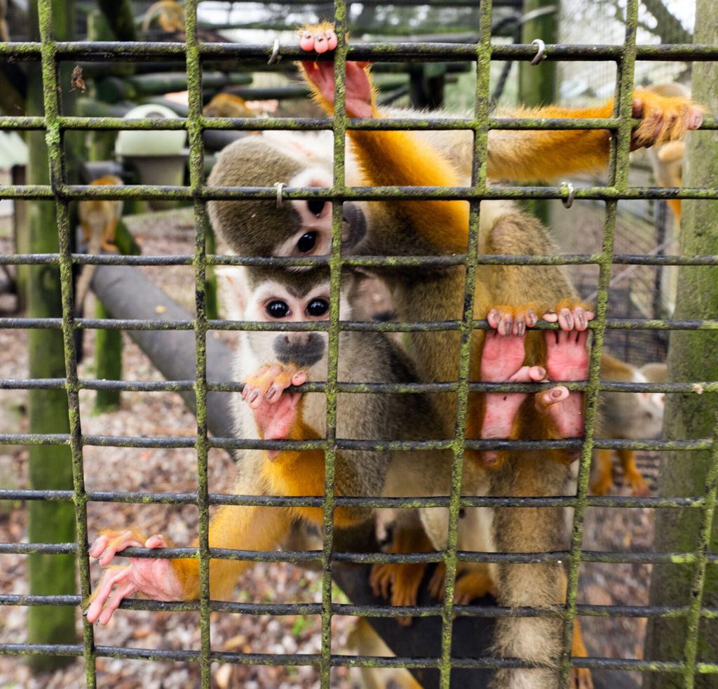 12 monkeys missing from Louisiana zoo as search for thief continues - ABC  News