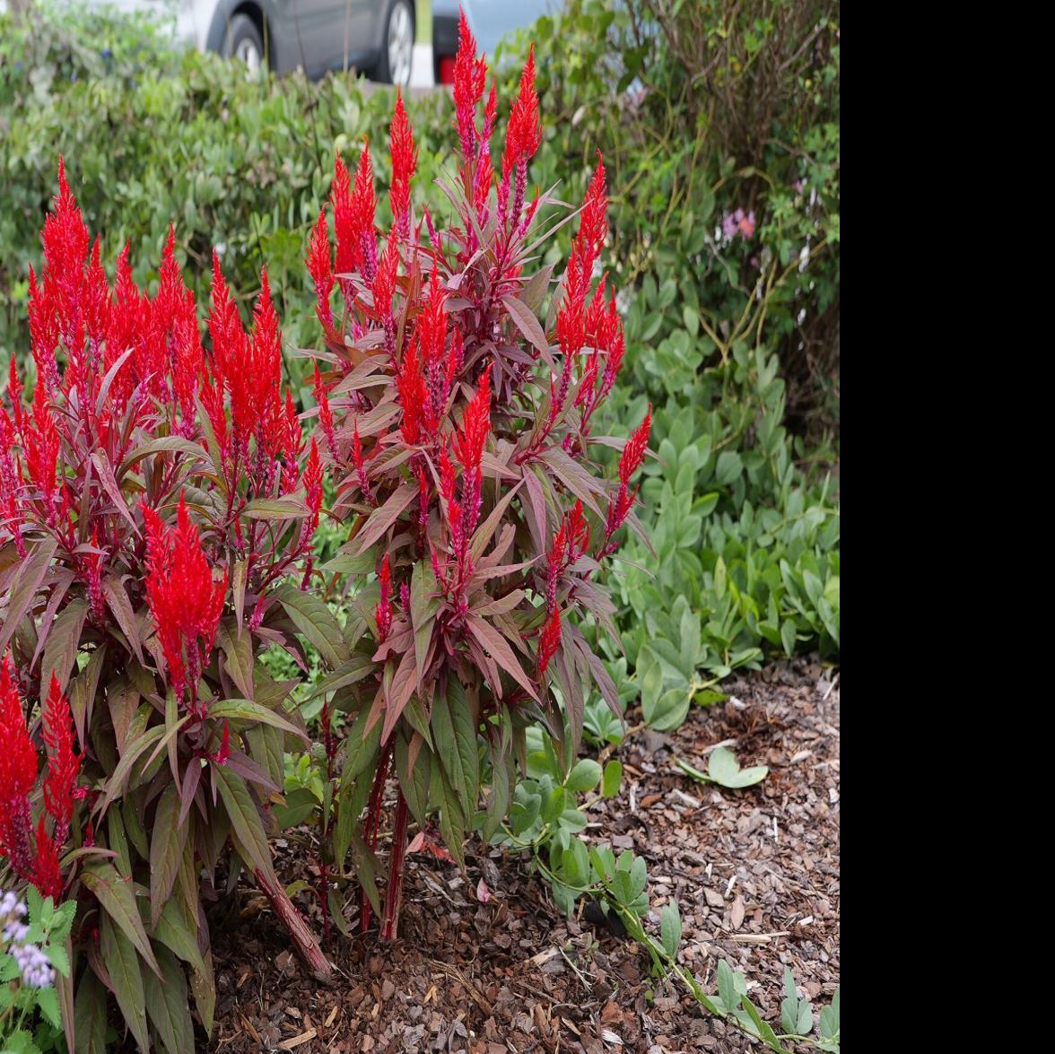 Dragon's Breath celosia can handle Louisiana's summer heat | Home/Garden |  theadvocate.com