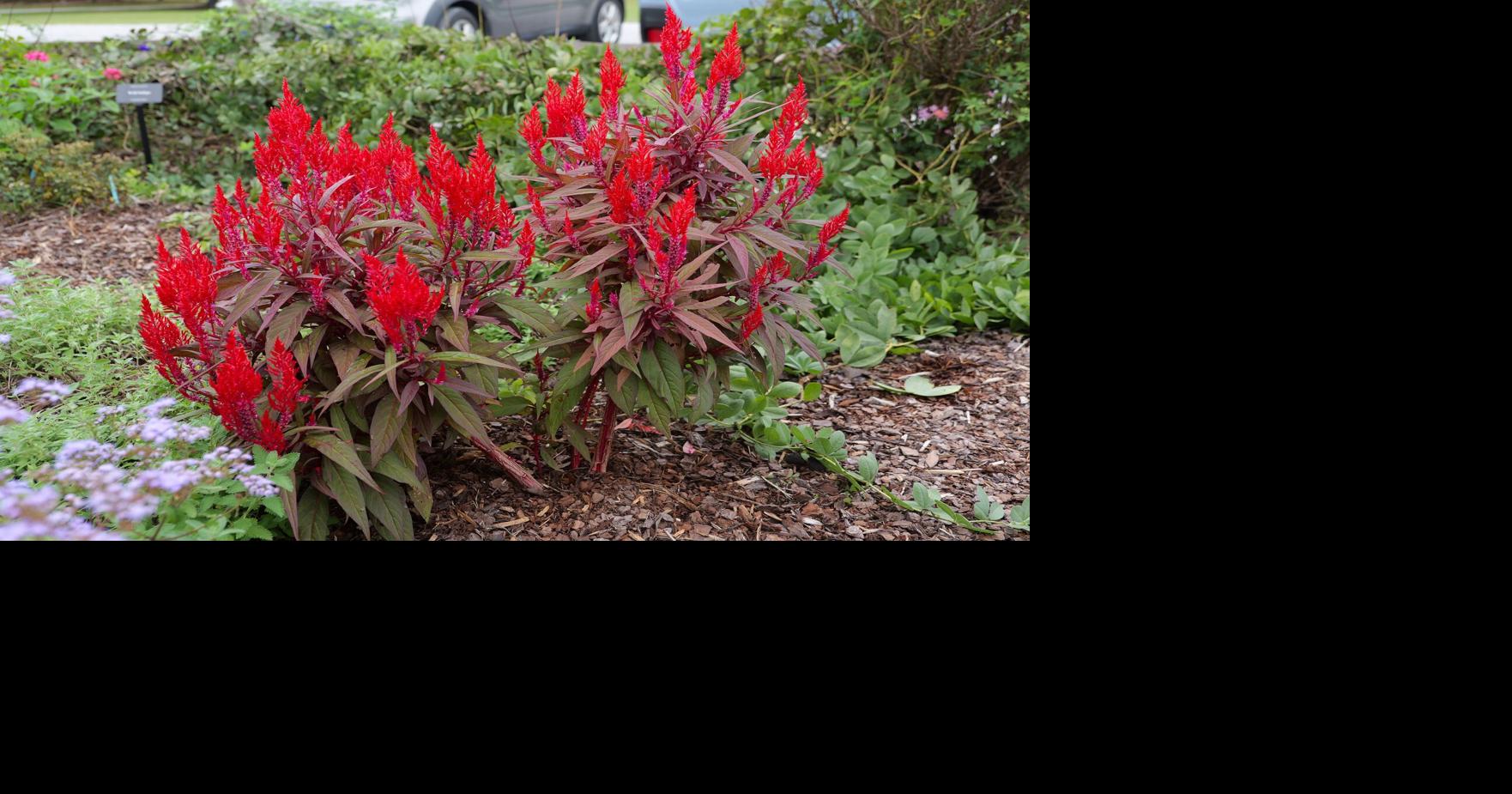Dragon’s Breath celosia: Louisiana’s fiery summer heat is no problem for these flamelike blooms