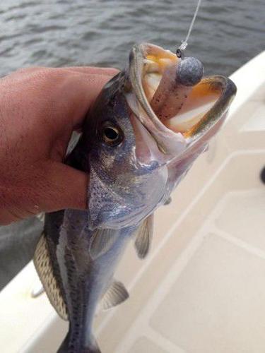 Hopedale producing 'easy limits' of specks, reds, drum, even on