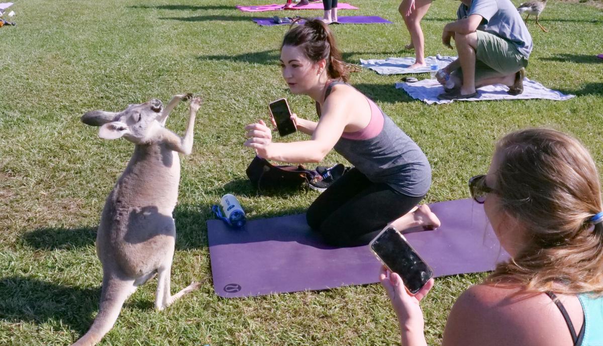 Photos Kangaroos Join Yoga Class At Barn Hill Preserve In East Feliciana Photos Theadvocate Com