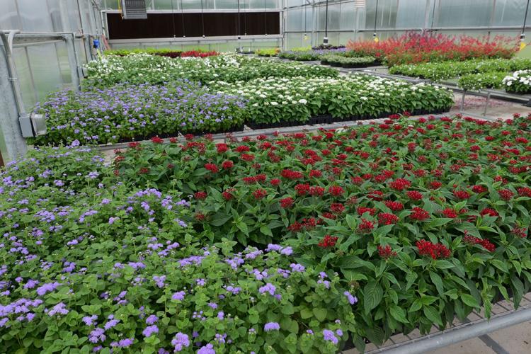 GIG 060526 Red white and blue plants1jpg