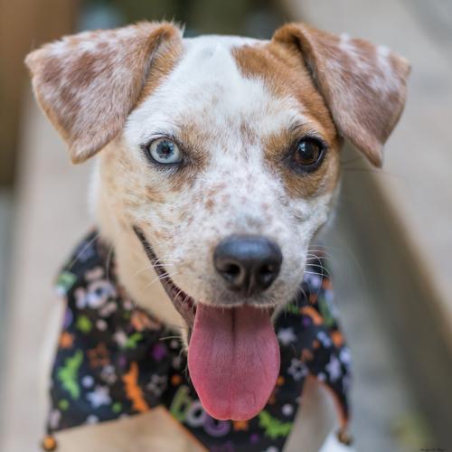 Can A 6 Month Old Dog Be Housebroken