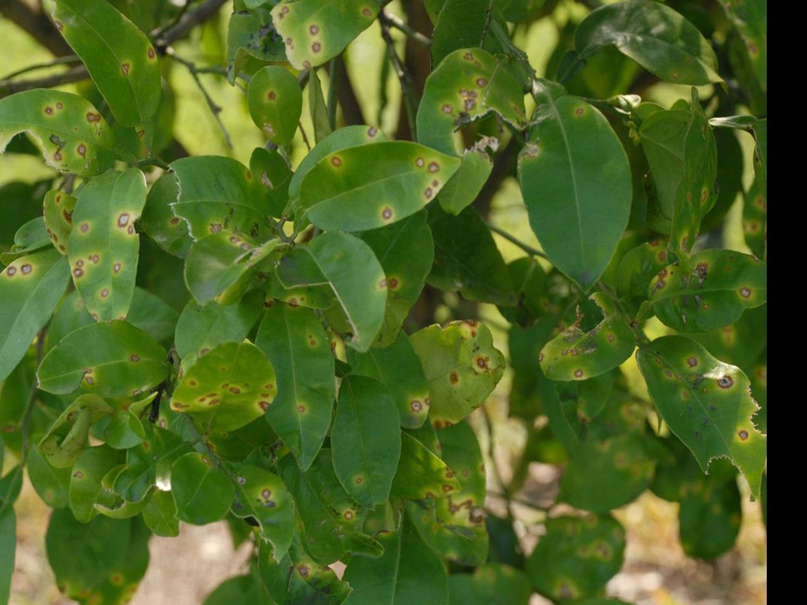 Get Wallpaper Citrus Canker Detected In East Baton Rouge Livingston Parishes For iPhone Free