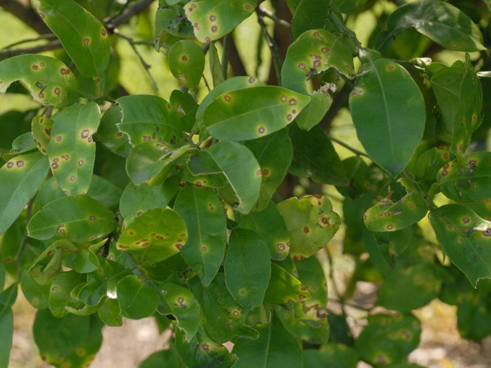 Citrus Canker Detected In East Baton Rouge Livingston Parishes Citrus Canker Detected In East Baton Rouge Livingston Parishes