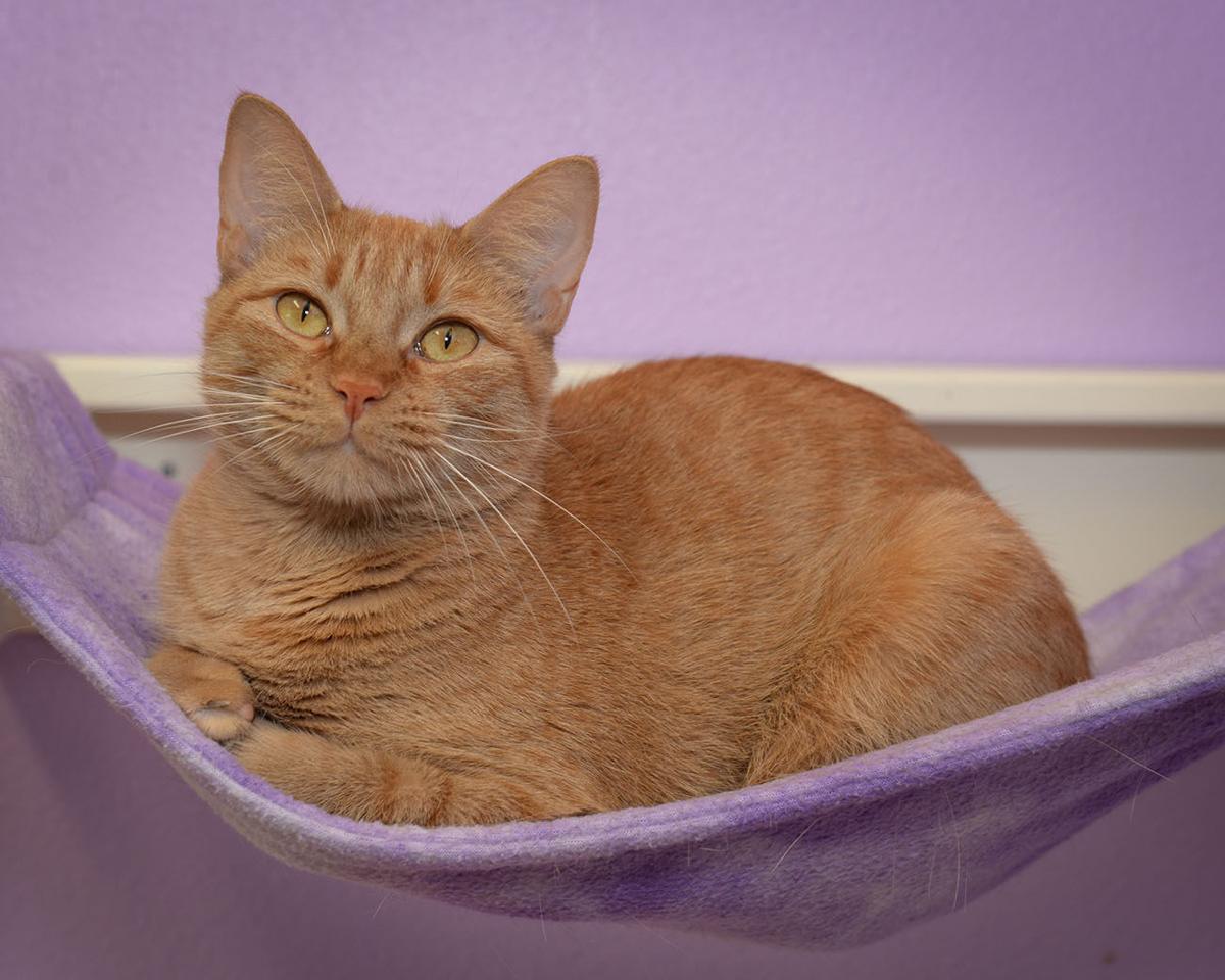 Cats available through Cat Haven of Greater Baton Rouge on April 18