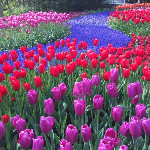 Bright bulbs: Wow is the word for tulips in The Netherlands' spring showcase | Home/Garden | theadvocate.com