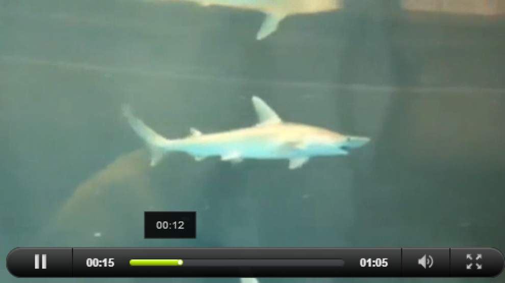 Marine study shows how sharks track prey _lowres