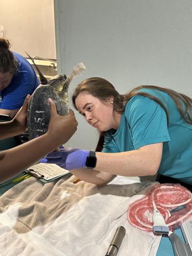 Kemp's ridley sea turtle rescue 2
