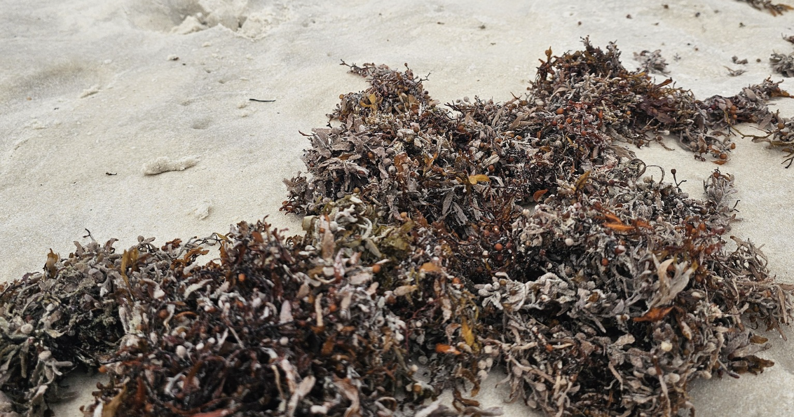 Piles of seaweed are flooding some Gulf Coast beaches. It’s going to get worse this summer.