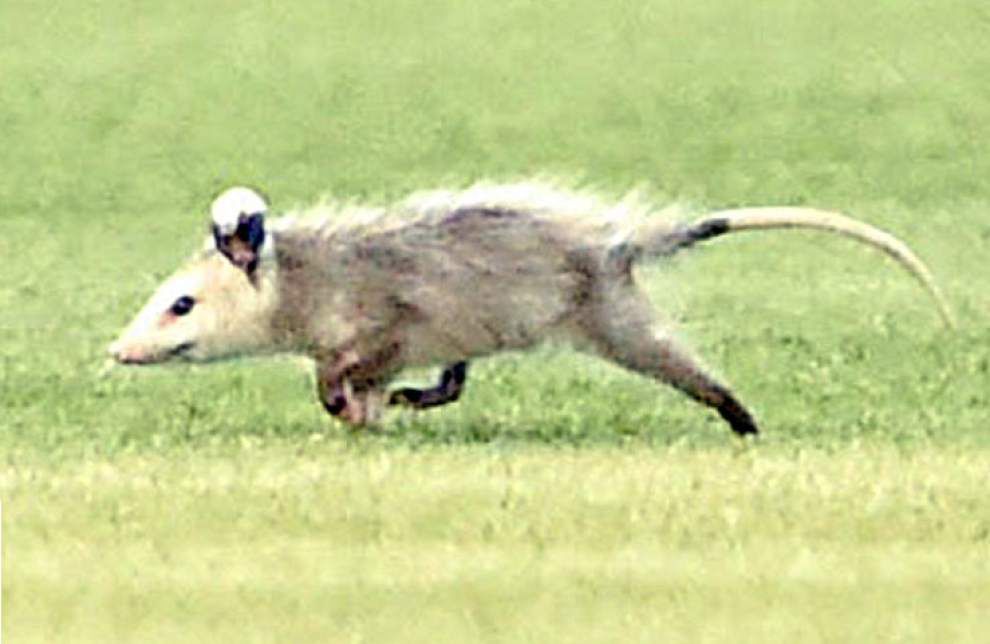 It's real! Limited number of 'Rally Opossums' are being sold by