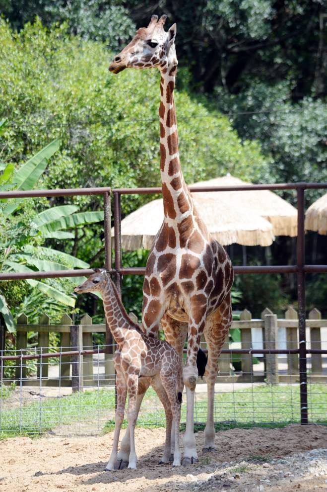 Photos Giraffe is featured birth at Zoosiana _lowres