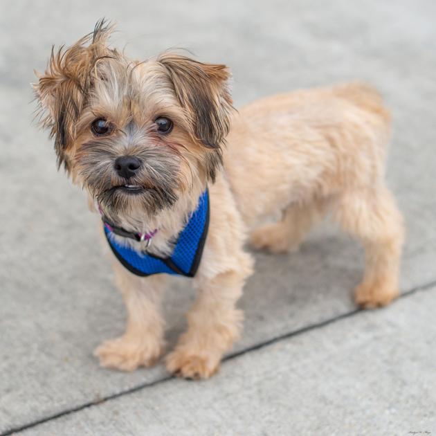 Dogs available through Second Chance Dog Rescue on March 5, 2020 | Mid City | theadvocate.com